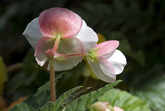 A white flower